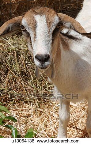 Close up of domestic goat kid looking at camera, showing head and front body, standing on bed of hay View Large Photo Image Stock Photograph - Close up of domestic goat kid looking at camera, showing head and front body, standing on bed of hay. Fotosearch