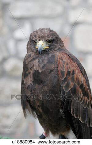 close up of falcon front side view, sitting with grey background View Large Photo Image Picture - close up of falcon front side view, sitting with grey background. Fotosearch