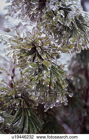 Close up of pine tree leaves covered with thick layer of ice after freezing rain, Gatineau Park, Quebec, Canada View Large Photo Image Stock Image - Close up of pine tree leaves covered with thick layer of ice after freezing rain, Gatineau Park, Quebec, Canada. Fotosearch