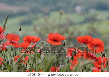 Close up of wild red poppies growing, Umbrian fields in background, overcast afternoon, springtime View Large Photo Image Stock Image - Close up of wild red poppies growing, Umbrian fields in background, overcast afternoon, springtime. Fotosearch