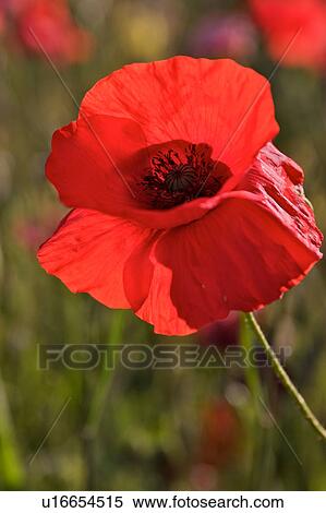 Close up view of single wild Poppy flower View Large Photo Image Stock Photography - Close up view of single wild Poppy flower. Fotosearch