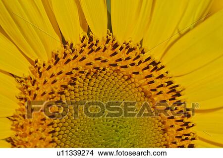 Close up view of Sunflower centre and petals View Large Photo Image Picture - Close up view of Sunflower centre and petals. Fotosearch