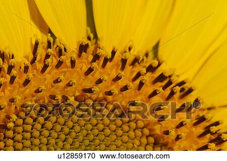 Stock Image - Close up view of Sunflower centre and petals. Fotosearch