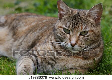 Stock Photo - Closeup frontal view of striped tabby cat lying on grass, looking forward. Fotosearch