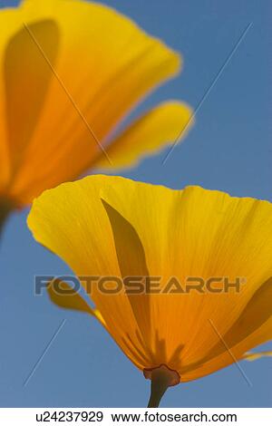 closeup of 2 yellow Californian poppies against blue summer sky View Large Photo Image Stock Photo - closeup of 2 yellow Californian poppies against blue summer sky. Fotosearch
