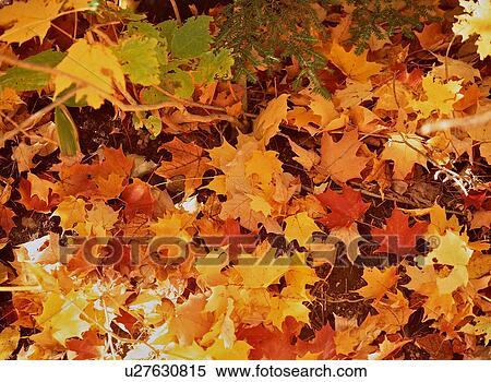 Stock Photography - Closeup of autumn leaves lying on ground, Gatineau Canada. Fotosearch