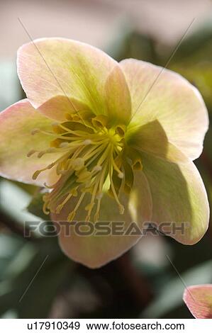 Closeup of Christmas rose flower with selective focus green and pink background View Large Photo Image Stock Photo - Closeup of Christmas rose flower with selective focus green and pink background. Fotosearch