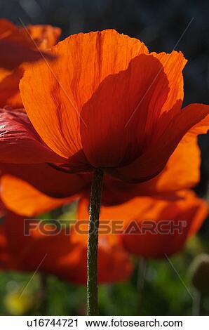 Closeup of red Oriental poppy petals View Large Photo Image Stock Image - Closeup of red Oriental poppy petals. Fotosearch