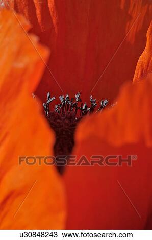 Stock Image - Closeup of red Oriental poppy petals and centre. Fotosearch