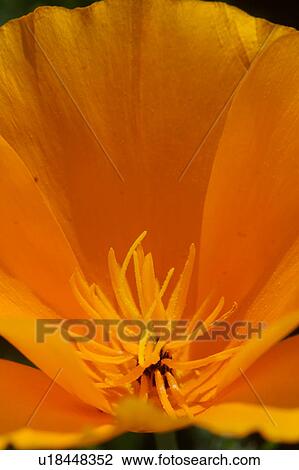Closeup of single yellow Californian poppy, showing petals, central stamen and pistils View Large Photo Image Stock Image - Closeup of single yellow Californian poppy, showing petals, central stamen and pistils. Fotosearch