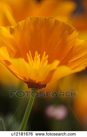 Stock Photograph - Closeup of single yellow Californian poppy, showing petals, central stamen and pistils, selective focus with others in background. Fotosearch