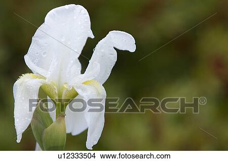 Closeup of wild cream iris after early morning rain in Italian spring View Large Photo Image Picture - Closeup of wild cream iris after early morning rain in Italian spring. Fotosearch