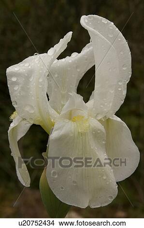 Closeup of wild cream iris after early morning rain in Italian spring View Large Photo Image Picture - Closeup of wild cream iris after early morning rain in Italian spring. Fotosearch