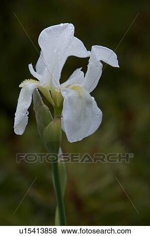 Closeup of wild cream iris after early morning rain in Italian spring View Large Photo Image Stock Photo - Closeup of wild cream iris after early morning rain in Italian spring. Fotosearch