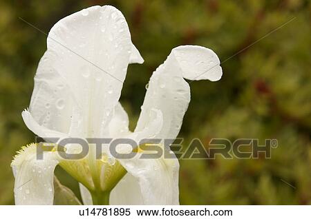 Stock Photography - Closeup of wild cream iris after early morning rain in Italian spring. Fotosearch