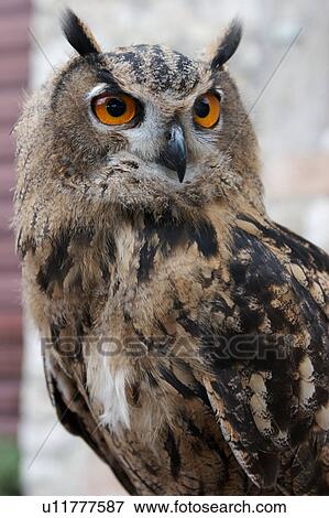 Closeup side view of eagle owl, with head turned to camera View Large Photo Image Stock Photo - Closeup side view of eagle owl, with head turned to camera. Fotosearch