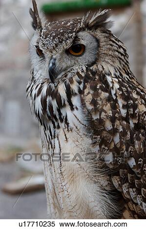 Stock Photography - Closeup side view of immature eagle owl. Fotosearch