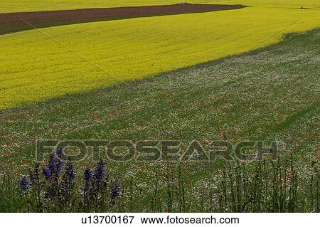 Closeup view of lentil fields and rapeseed cultivated in mountain meadow of Piano Grande View Large Photo Image Stock Photo - Closeup view of lentil fields and rapeseed cultivated in mountain meadow of Piano Grande. Fotosearch