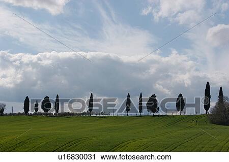 Stock Image - cypress trees against blue sky and clouds, with green field in foreground. Fotosearch