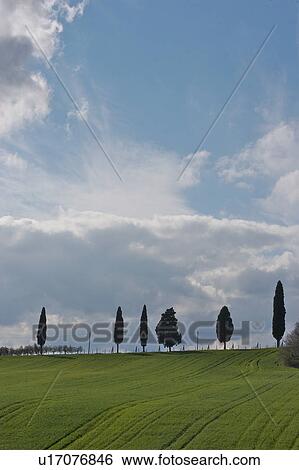 Stock Photograph - cypress trees against blue sky and clouds, with green field in foreground. Fotosearch