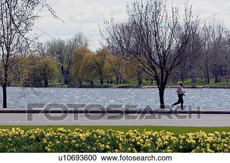 Stock Image - Daffodils and path in front of Dows Lake Ottawa, Canada. Fotosearch
