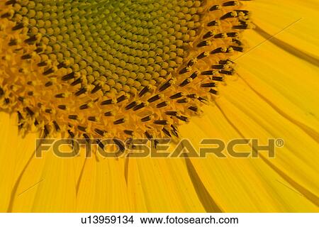 Detail centre and petals of sunflower View Large Photo Image Picture - Detail centre and petals of sunflower. Fotosearch