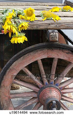 Detail Of Antique Wooden Wagon With Sunflowers Lying On Deck And Detail Of Antique Wooden Wagon With