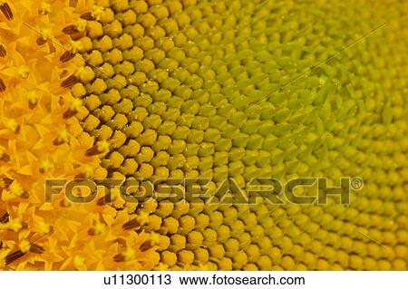 Stock Image - Detail of Sunflower in Umbria, Italy. Fotosearch
