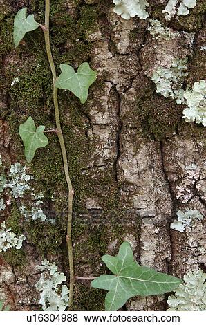 Detail of tree trunk - bark with dark green moss, light green lichen and ivy vine View Large Photo Image Stock Photo - Detail of tree trunk - bark with dark green moss, light green lichen and ivy vine. Fotosearch
