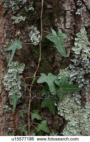 Stock Photograph - Detail of tree trunk - bark with dark green moss, light green lichen and ivy vine. Fotosearch