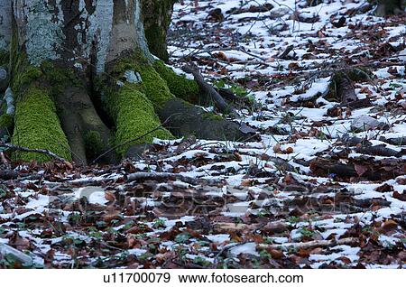 Stock Photo - Detail of tree trunks and forest floor after light snowfall. Fotosearch