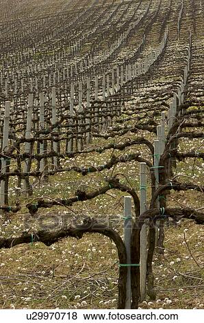 Detail of vineyards, with rows of posts and vines, white flowers growing between lines View Large Photo Image Stock Photo - Detail of vineyards, with rows of posts and vines, white flowers growing between lines. Fotosearch
