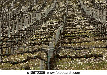 Detail of vineyards, with rows of posts and vines, white flowers growing between lines View Large Photo Image Stock Photograph - Detail of vineyards, with rows of posts and vines, white flowers growing between lines. Fotosearch