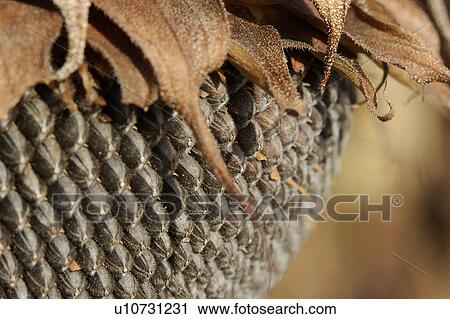 detail sepals and seeds of dying sunflower View Large Photo Image Stock Image - detail sepals and seeds of dying sunflower. Fotosearch