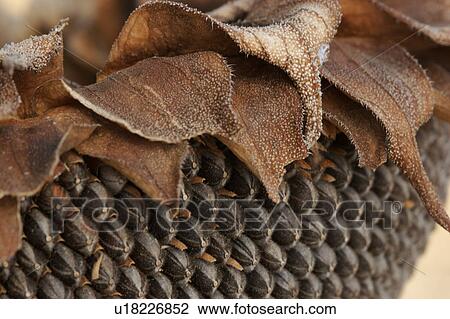 Stock Image - detail sepals and seeds of dying sunflower. Fotosearch