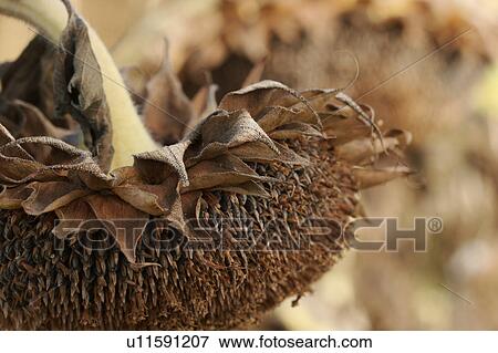 Stock Photo - detail sepals and seeds of dying sunflower. Fotosearch