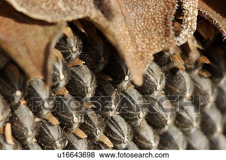 Stock Photo - detail sepals and seeds of dying sunflower. Fotosearch