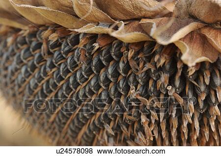 Stock Photo - detail sepals and seeds of dying sunflower. Fotosearch