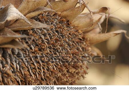 detail sepals and seeds of dying sunflower View Large Photo Image Stock Photograph - detail sepals and seeds of dying sunflower. Fotosearch