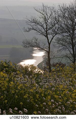 early morning winter mist over River Tiber, lit by sunlight, with wild flowers and bare tree in foreground View Large Photo Image Stock Image - early morning winter mist over River Tiber, lit by sunlight, with wild flowers and bare tree in foreground. Fotosearch