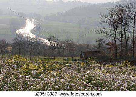 Early morning winter mist over River Tiber, with wild flowers and bare tree in foreground View Large Photo Image Stock Photo - Early morning winter mist over River Tiber, with wild flowers and bare tree in foreground. Fotosearch
