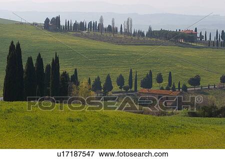 Farm houses, green fields and rows of cypress trees along road, near Montechiello View Large Photo Image Stock Photo - Farm houses, green fields and rows of cypress trees along road, near Montechiello. Fotosearch
