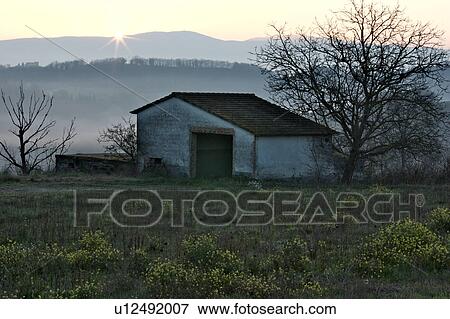 Stock Photo - Farmer's shed in early morning winter mist in Tiber valley with wild flowers and bare tree in foreground. Fotosearch