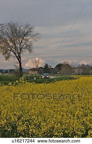 Field of canola crop in flower with car travelling on road in background at dusk View Large Photo Image Picture - Field of canola crop in flower with car travelling on road in background at dusk. Fotosearch