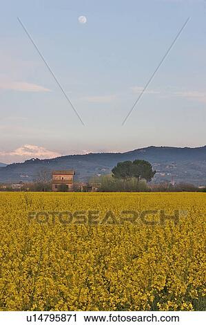 Field of canola crop in flower with house and hills in background at dusk, with full moon View Large Photo Image Stock Image - Field of canola crop in flower with house and hills in background at dusk, with full moon. Fotosearch