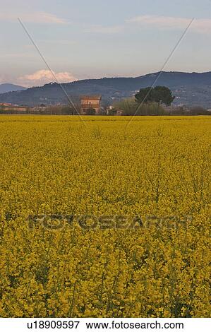 Stock Photo - Field of canola crop in flower with house and hills in background at dusk. Fotosearch