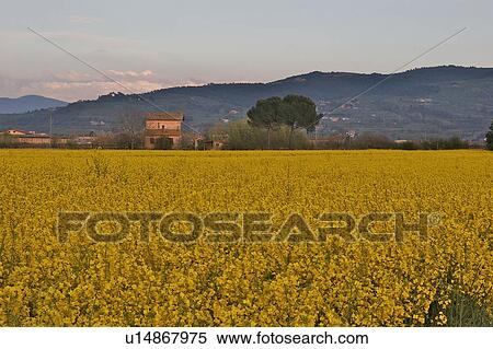 Field of canola crop in flower with house and hills in background at dusk View Large Photo Image Stock Photography - Field of canola crop in flower with house and hills in background at dusk. Fotosearch