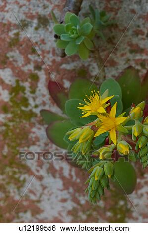 Flowering yellow sedum closeup against pink and grey wall, with moss growing on wall View Large Photo Image Stock Photograph - Flowering yellow sedum closeup against pink and grey wall, with moss growing on wall. Fotosearch