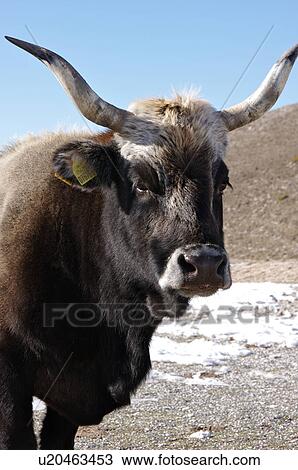 Stock Image - front quarter view of horned Umbrian cow, with long horns, snow on ground, and blue sunny sky. Fotosearch