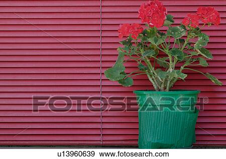 Green flower pot with red geranium on window sill with red Venetian blind behind View Large Photo Image Stock Photo - Green flower pot with red geranium on window sill with red Venetian blind behind. Fotosearch